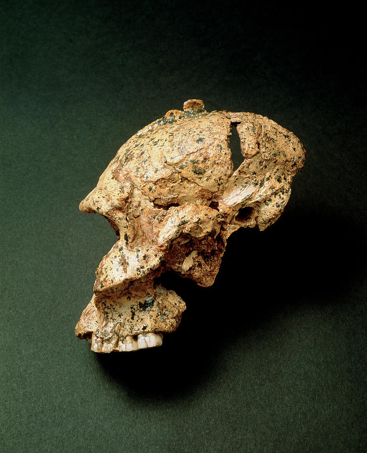 Fossil Skull Of Paranthropus Robustus (sk46) Photograph by John Reader/science Photo Library