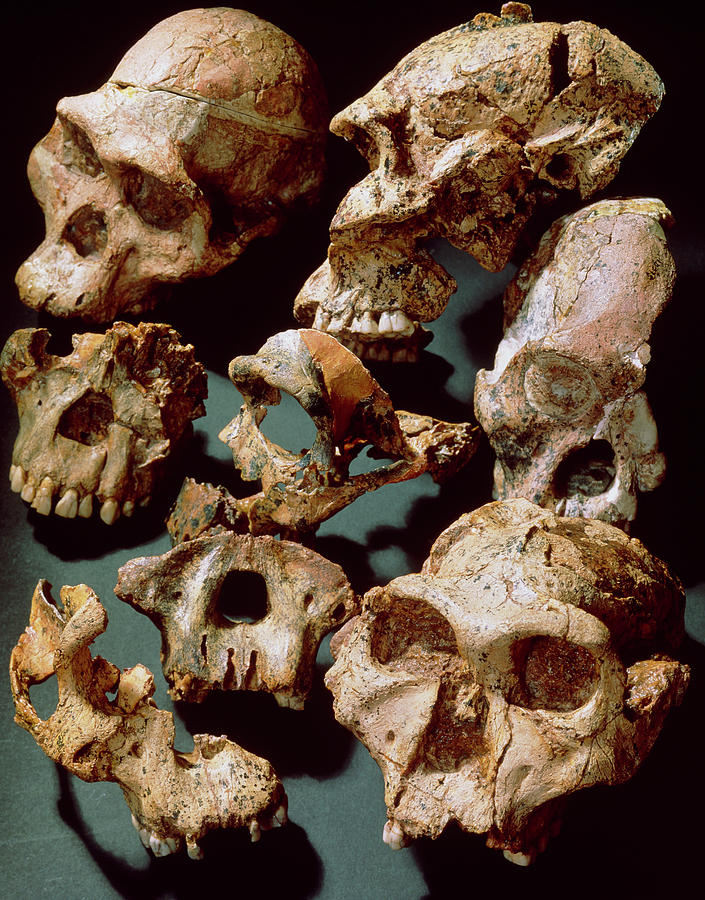 Fossil Skulls And Fragments Of Jaw Bones Photograph by John Reader/science Photo Library