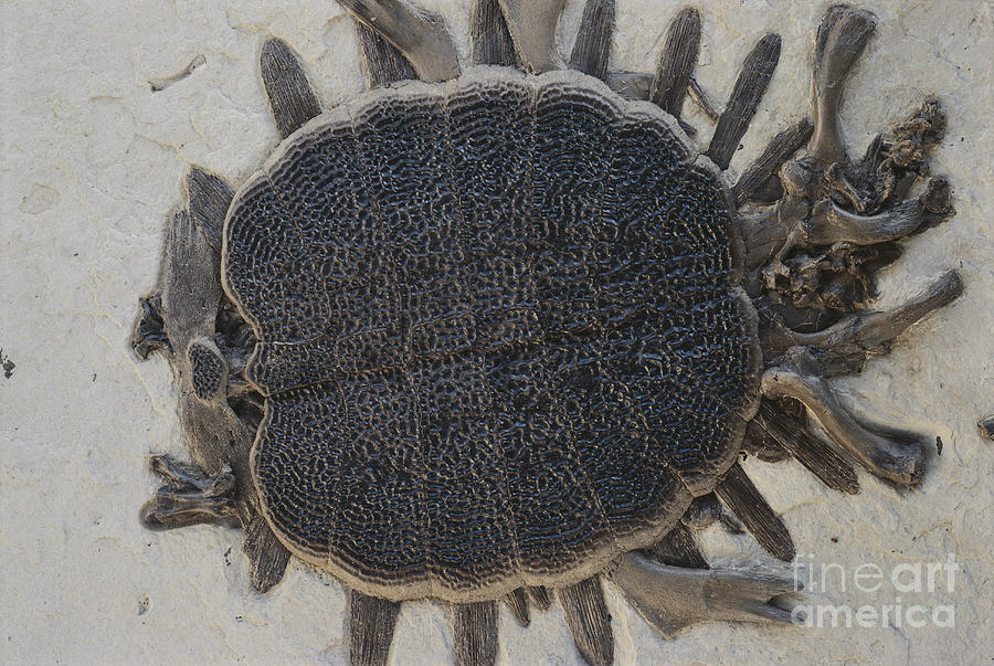 Fossil Soft-shelled Turtle Photograph by John Cancalosi/Okapia