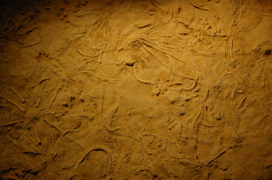Fossil Texture 1 Photograph by Gina Dsgn