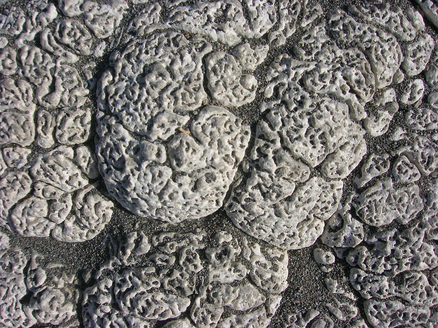 Fossil Texture Photograph by Kristen Kennedy