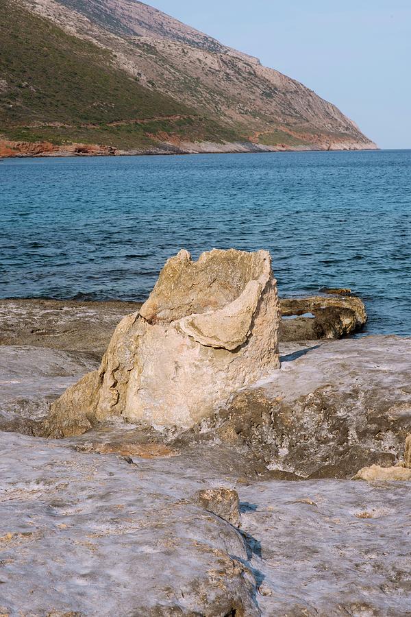 Fossil Tree Stump Photograph by Science Photo Library Fossil Tree Stump Photograph by Science Photo Library