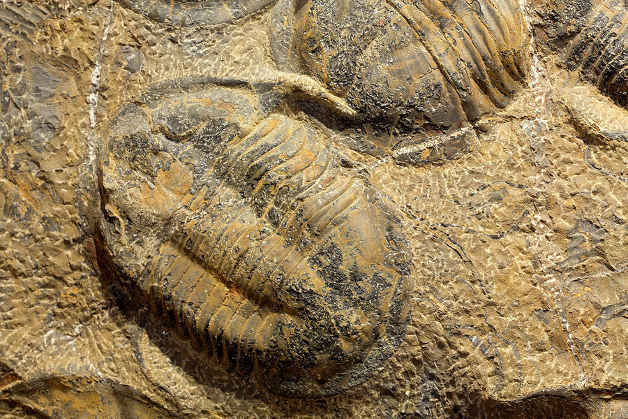 Nature Photograph - Fossil Trilobites (asaphus) by Science Stock Photography