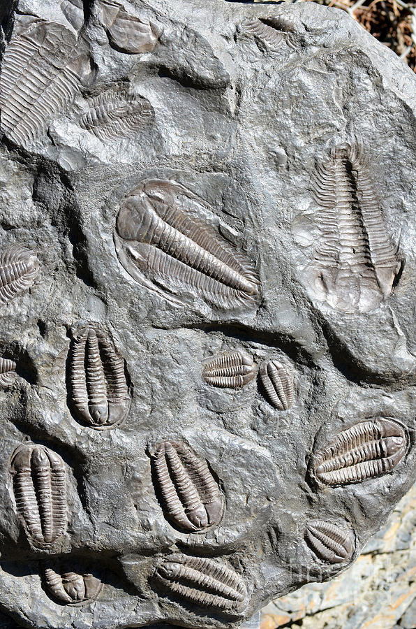 Fossil Trilobites Photograph by Sarka Olehlova - Fine Art America