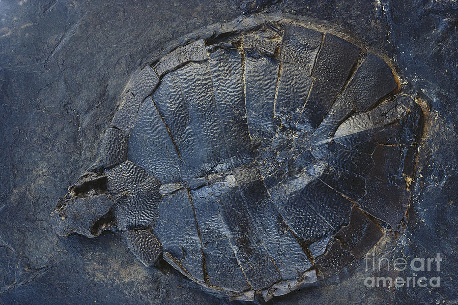 Fossil Turtle Photograph by John Cancalosi/Okapia
