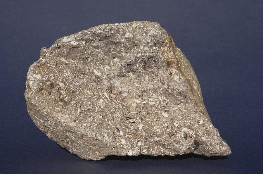 Fossiliferous Limestone Photograph by A.b. Joyce