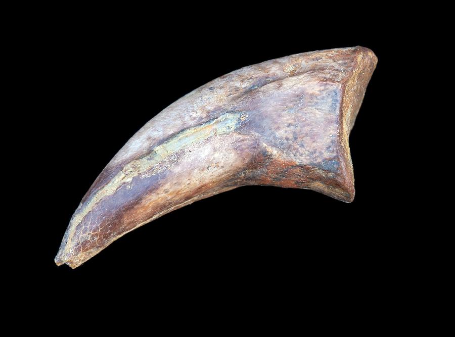 Fossilised Dinosaur Claw Photograph by Pascal Goetgheluck/science Photo
