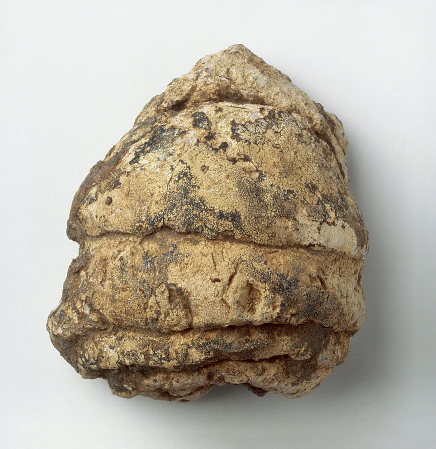 fossilized dung