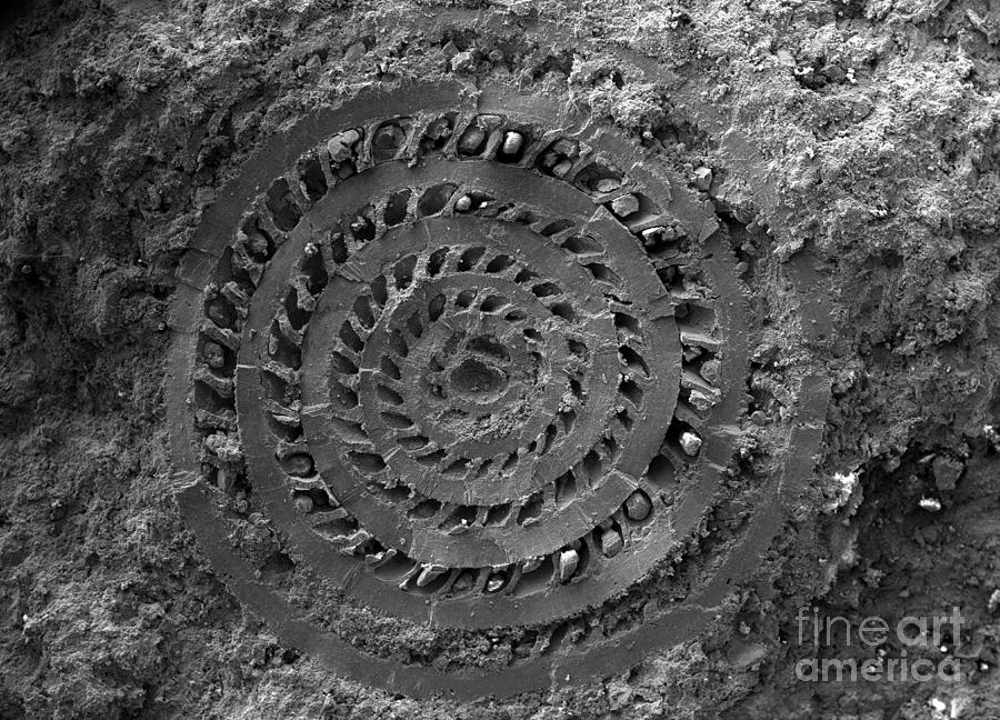 Prehistoric Photograph - Fossilised Foraminiferan, Sem by Patrick Landmann