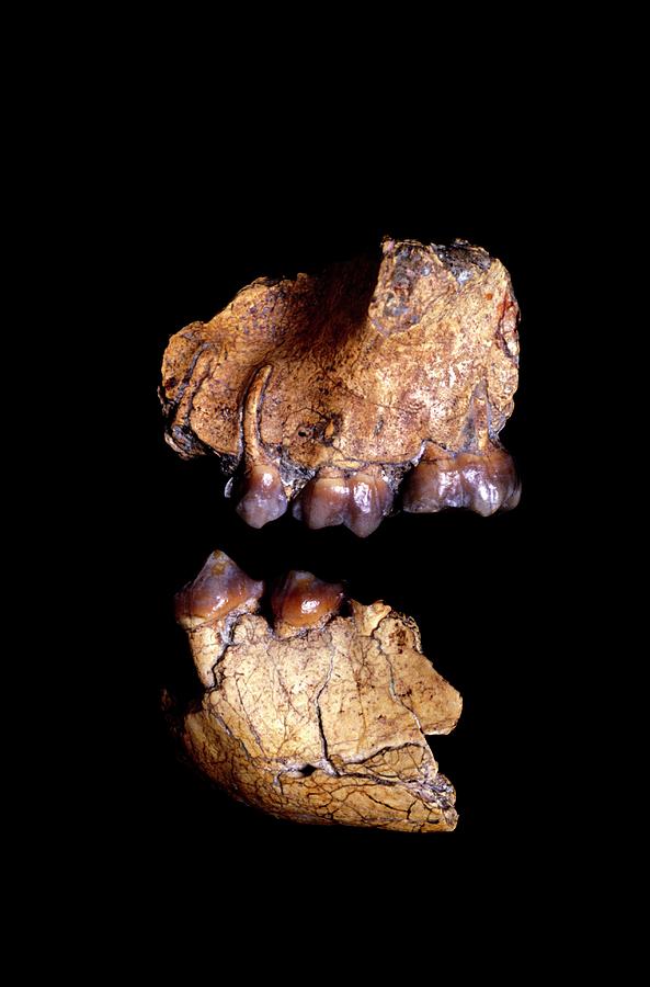 Prehistoric Photograph - Fossilised Hominoid Jaw Fragments by John Reader/science Photo Library