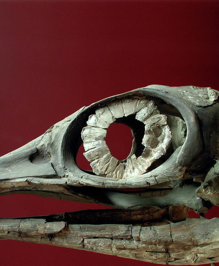 Fossilised Ichthyosaur Skull Photograph by Sinclair Stammers/science Photo Library