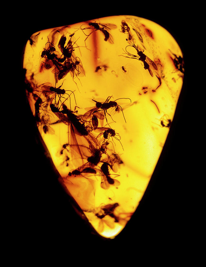 Fossilised Insects (sciaridae) In Baltic Amber Photograph by Alfred Pasieka/science Photo Library