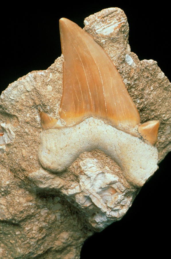 Fossilised Sharks Tooth Photograph by Sinclair Stammers/science Photo Library