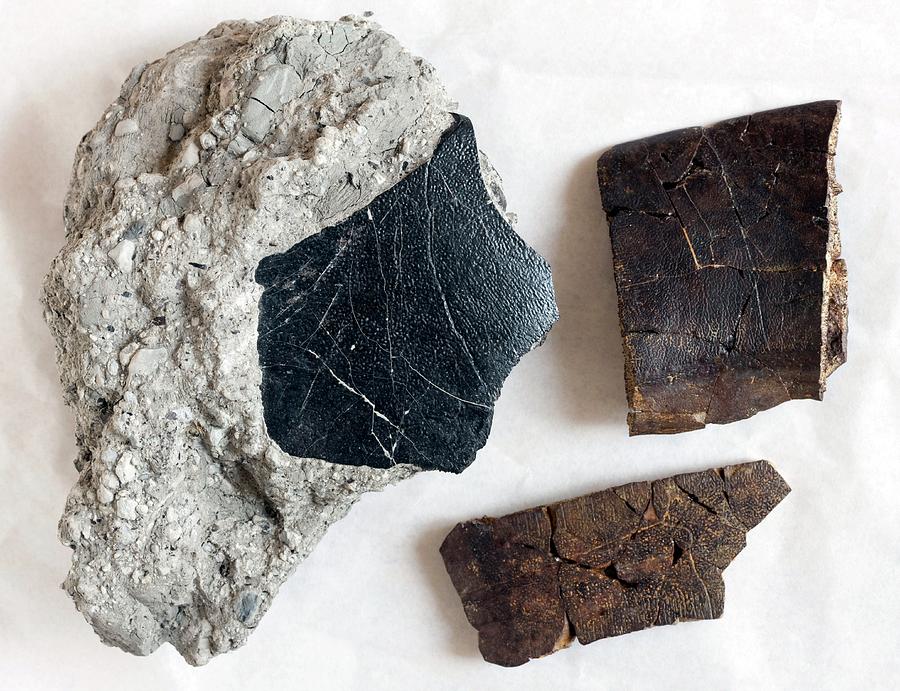 Tortoise Shell Rock Fossilised Tortoise Shells Photograph by Pascal Goetgheluck/science ...