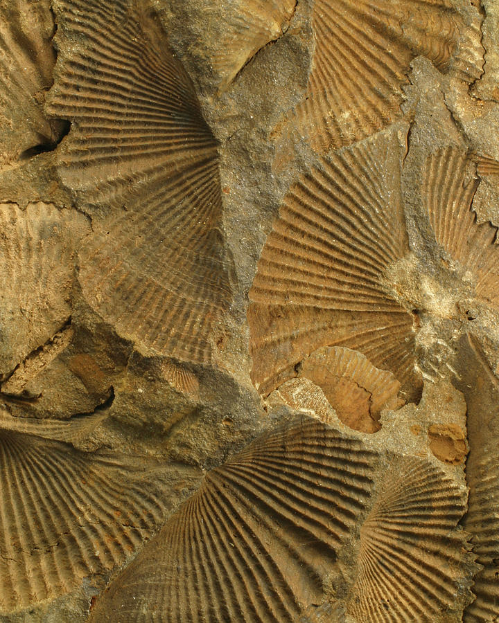 Fossilized Brachiopods Photograph by Paul Whitten
