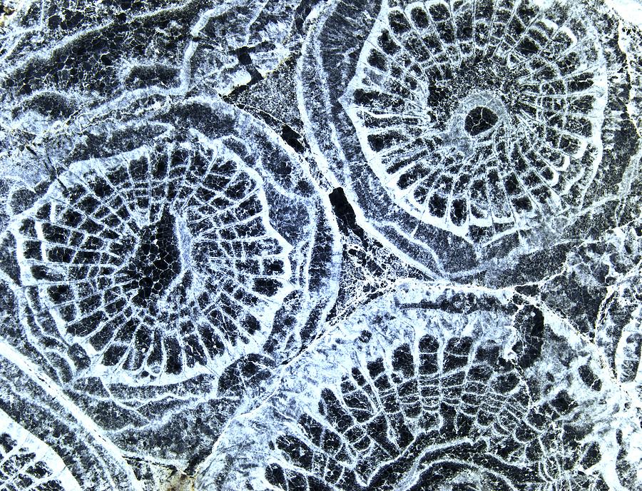 Fossilized Coral From Carboniferous, Lm Photograph By Science Photo 