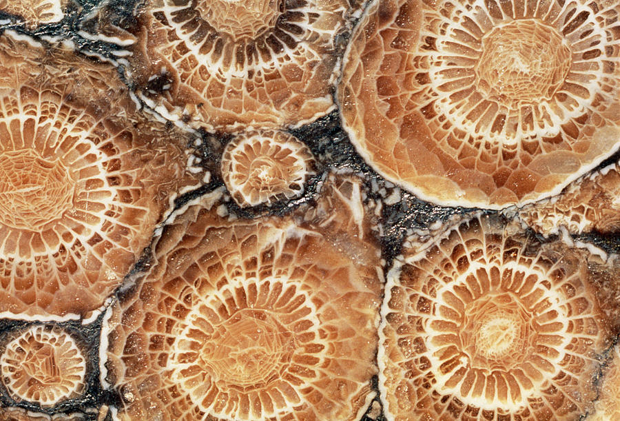 Fossilized Coral Polyps From Lower Carboniferous Photograph by George Bernard/science Photo Library