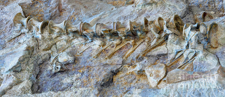 Fossilized Dinosaur Backbone - Dinosaur National National Monument Photograph by Gary Whitton