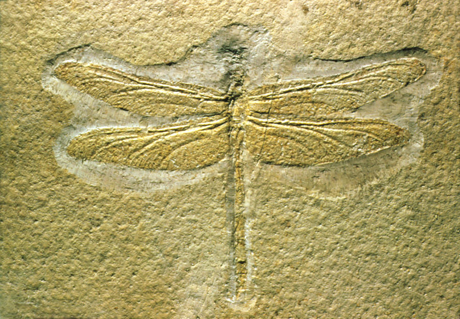 Fossilized Dragonfly Photograph by Perennou Nuridsany
