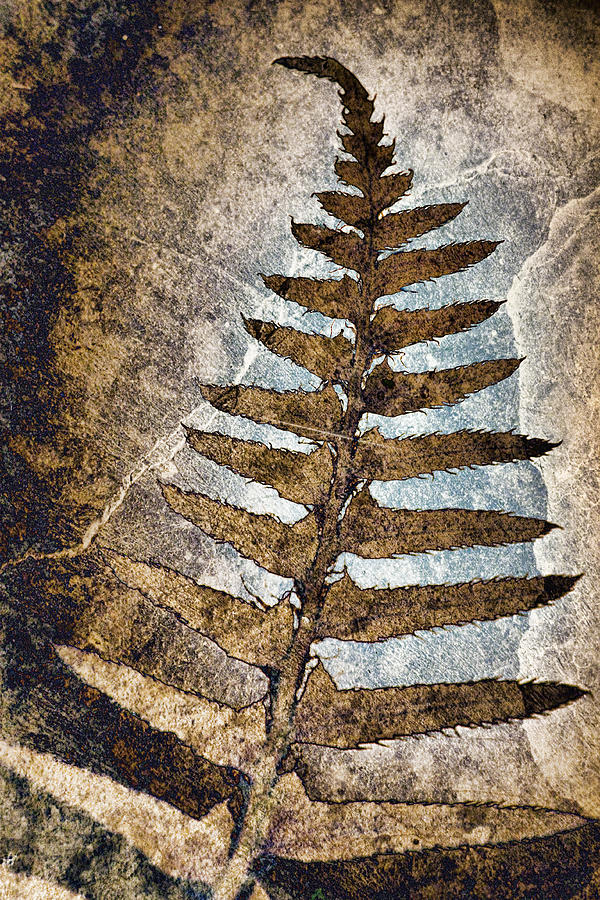 Fossilized Fern Photograph by Carol Leigh