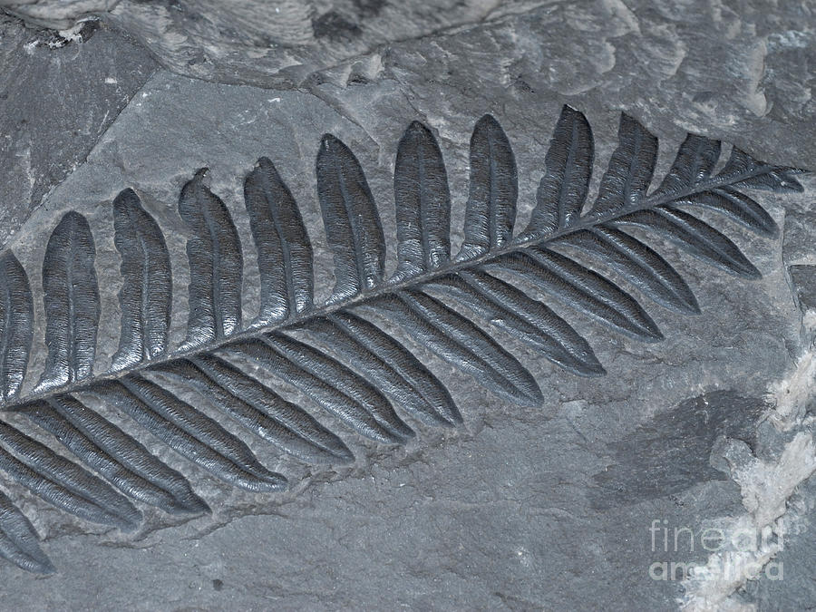 Fossilized Fern Photograph by Scott Camazine