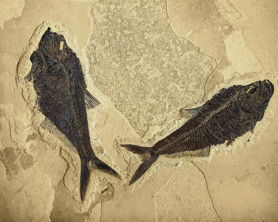 Fossilized Fish Diplomystus Photograph by Theodore Clutter