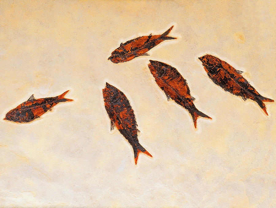 Fish Photograph - Fossilized Fishbritish Columbia Canada by Thomas Kitchin & Victoria Hurst