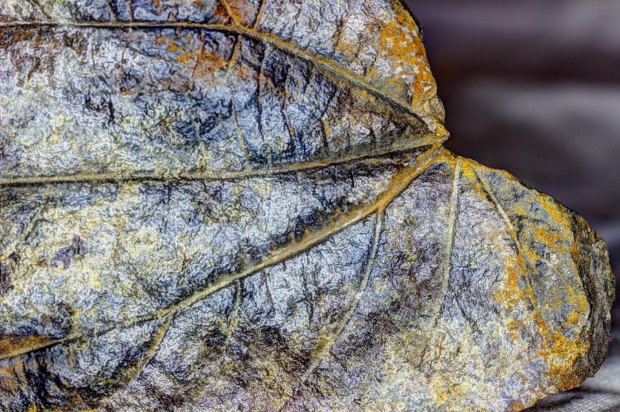 Fossilized Leaf  Photograph by Scott Carlton