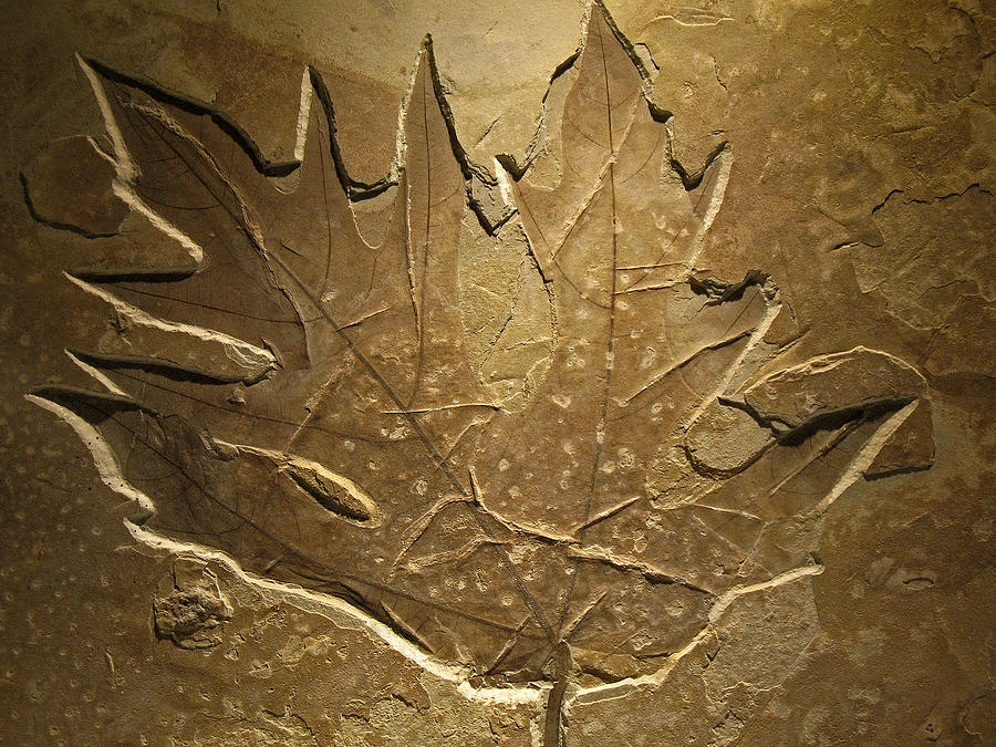 Fossilized Maple Leaf Photograph by Connie Fox