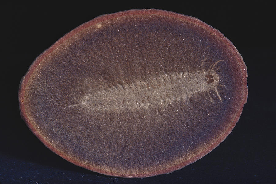 Fossilized Marine Worm Photograph by Louise K. Broman