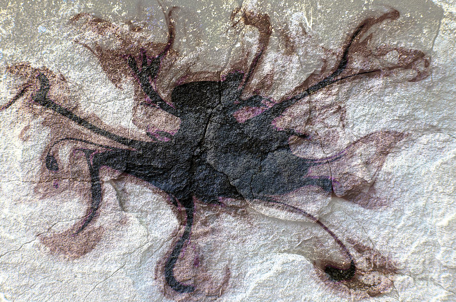 Fossilized Octopus Art - Artistic Impression Photograph