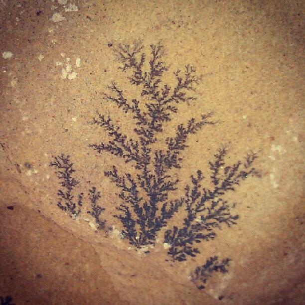 Fossilized Plant On/in An Indian Photograph by Jordan Mounter