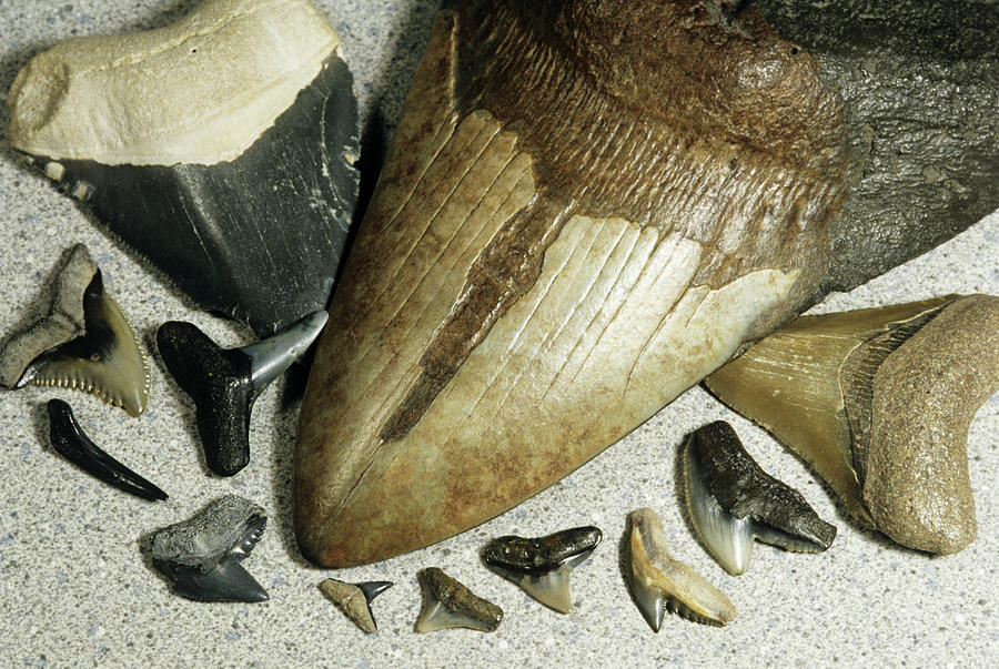 Prehistoric Photograph - Fossilized Shark Teeth by Sally Mccrae Kuyper/science Photo Library