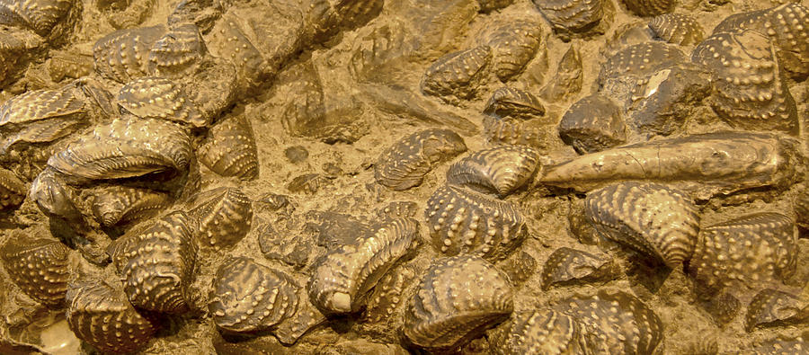 Fossilized Shells Photograph by Gina Dsgn