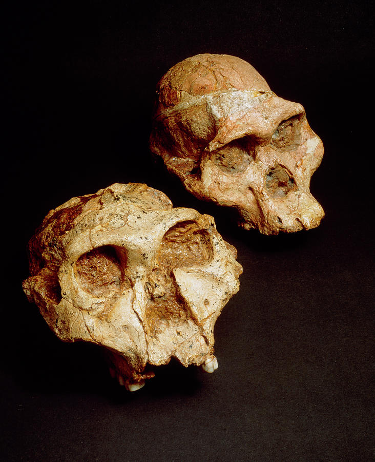 Fossils Of The Australopithecine Group Photograph by John Reader/science Photo Library
