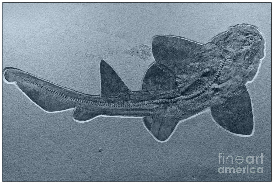 Fossils Shark Photograph by Heiko Koehrer-Wagner