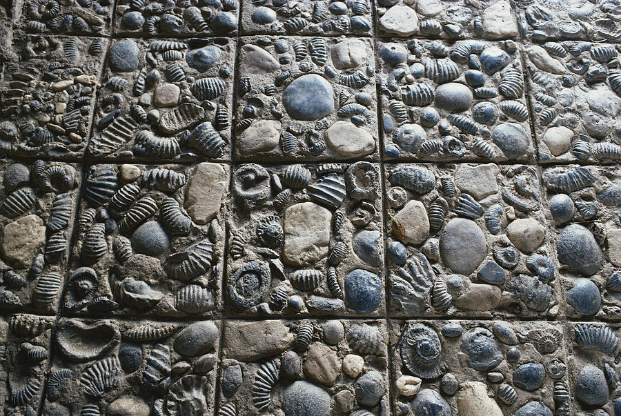 Fossils Used In Paving Photograph by George Holton