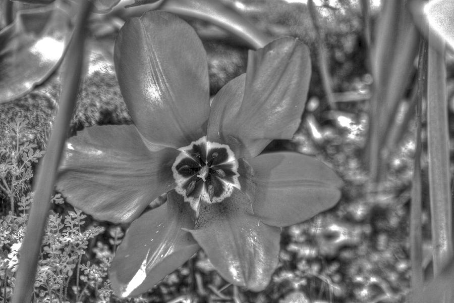 Fosteriana Tulip Red Emperor in Black and White Photograph by SC Heffner