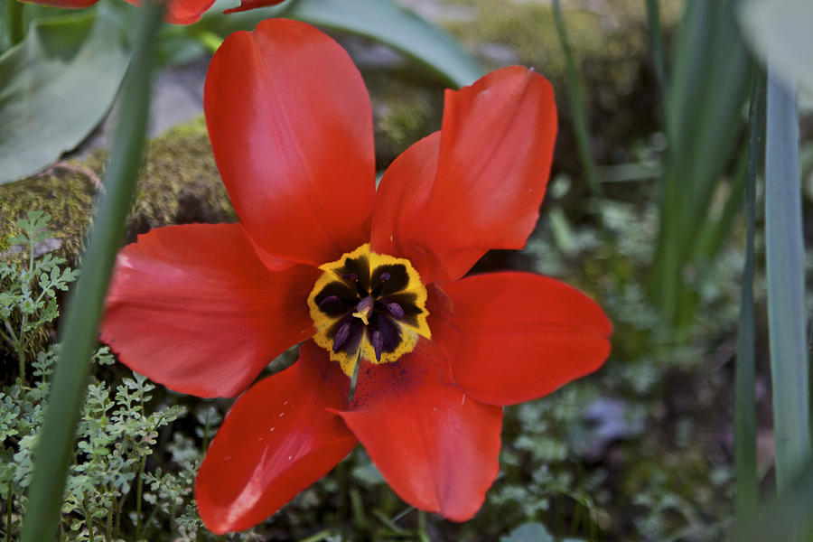 Fosteriana Tulip Red Emperor Photograph by SC Heffner
