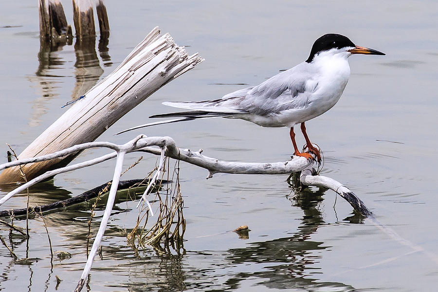 Forsters Tern Photograph By Steven Clair Fine Art America 6648