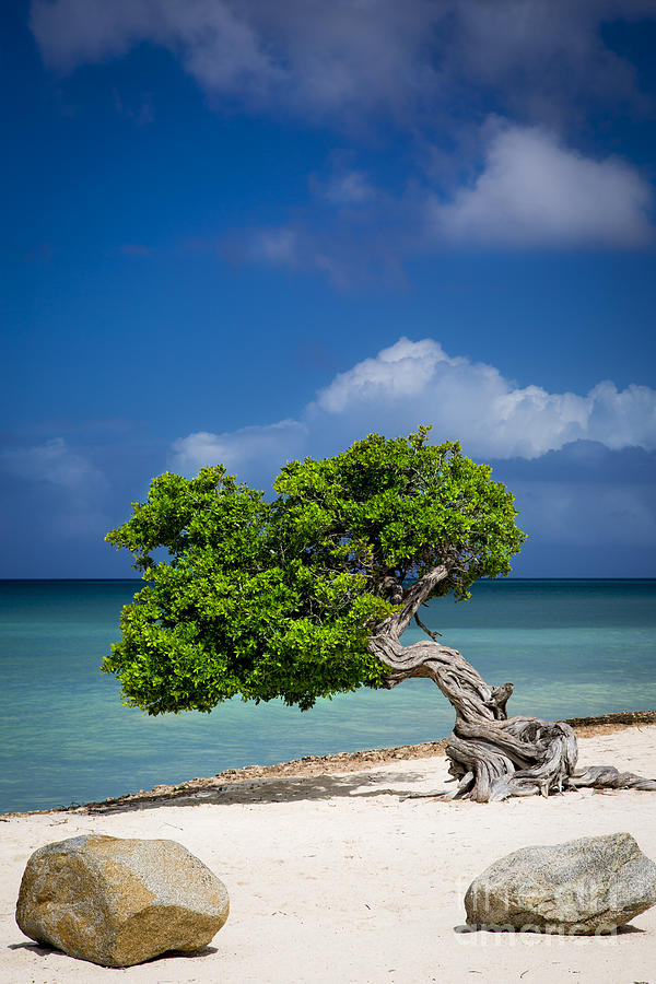 Fototi Tree - Aruba Photograph by Brian Jannsen