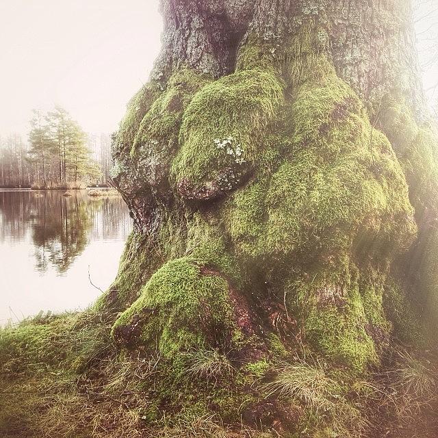 Found A Beautiful Tree Trunk The Other Photograph by Ulrika J-S