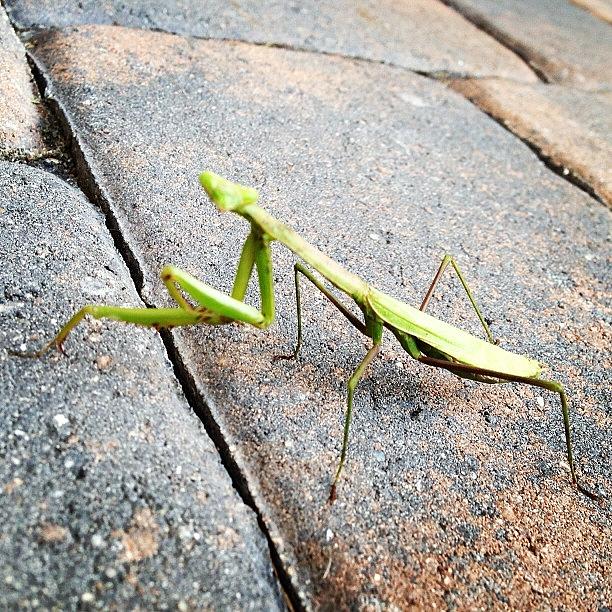 Found A Praying Mantis On The Patio Photograph by Anthony De Rosa