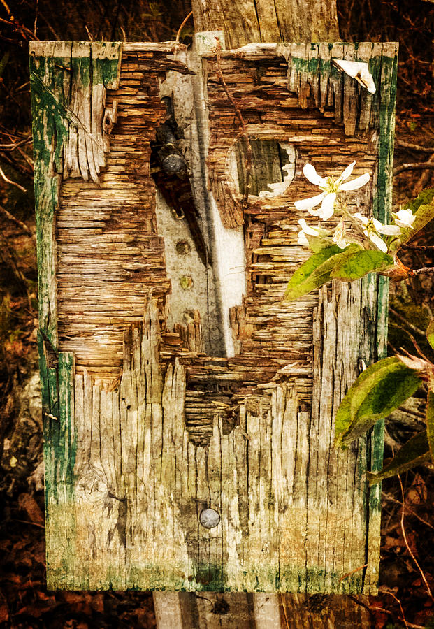 Abstract Photograph - Found in the Woods - Spring by Frank Winters
