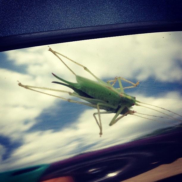 Summer Photograph - Found This Guy On The Car. #summer by Ashley DAgostino