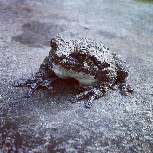 Toad Photograph - Found This Little Guy On Our Back Patio by Sydney Thibault