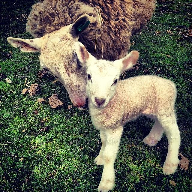 Sheep Photograph - Found This One Last Night #sheep #lamb by Tahlia Paige