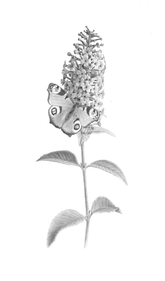 Butterfly Drawing - Fountain Butterfly Bush by Diane Cardaci The Sketch Hunter
