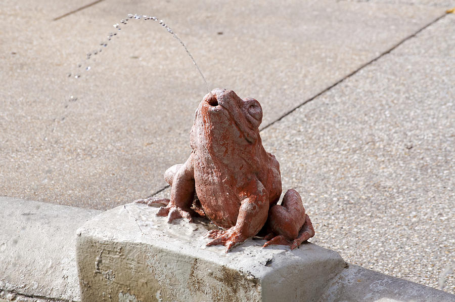 Animal Photograph - Fountain Spitting Frog by Kenneth Albin