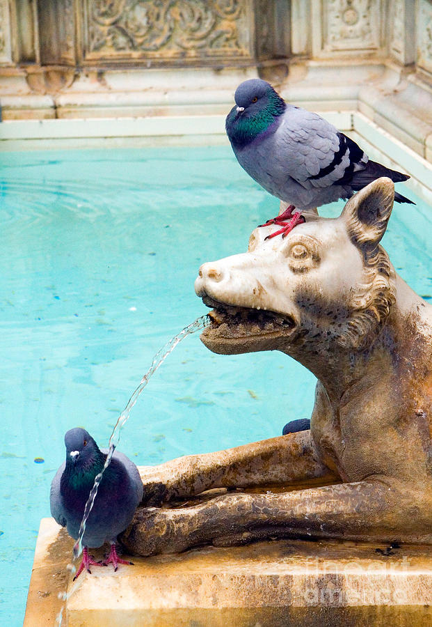 Fountain With Pigeons Photograph by Tim Holt